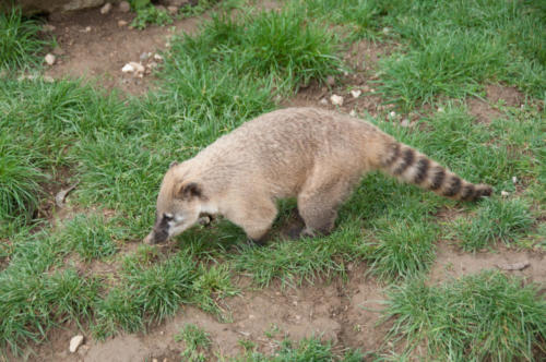 Coatis Parc Auxois (7)