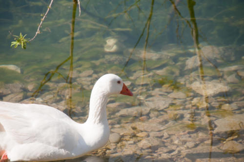 2019-05 Lac de Kournas (4)