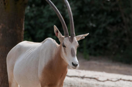 Addax 