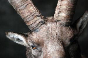 Parc de Merlet Portrait (1)