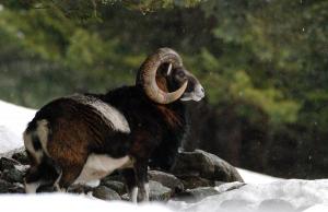 Parc de Merlet le mouflon