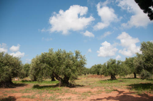 2019-05 Monastère Agia Triada (42)