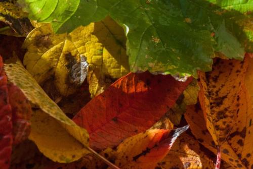  Feuilles 