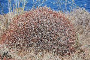 Sicile Ustica