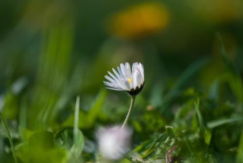 A Collombet Bokeh  (14)