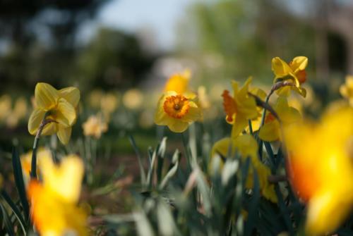 A Collombet Bokeh  (16)