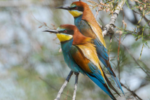 Camargue 