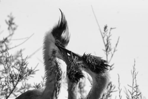 Camargue 