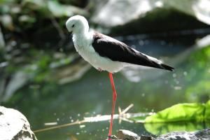 Parc des oiseaux  Echasse