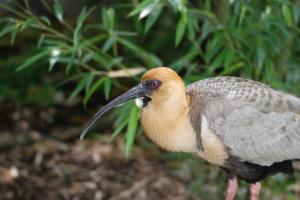  Parc des oiseaux 