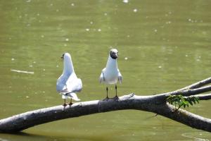 2017-07-07 Parc des oiseaux 213