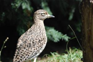  Parc des oiseaux 