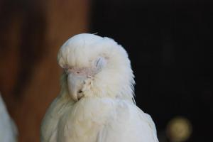  Parc des oiseaux  Cacatoes