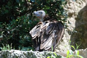 Vautour Parc des oiseaux 380