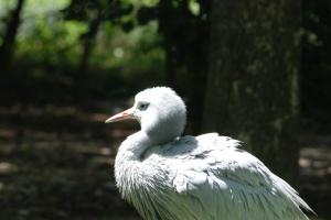 2017-07-07 Parc des oiseaux 413