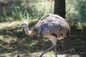 Autruche Parc des oiseaux 