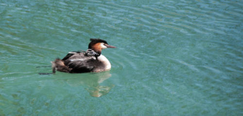  Lac Annecy 