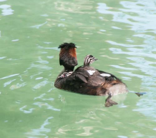  Lac Annecy 