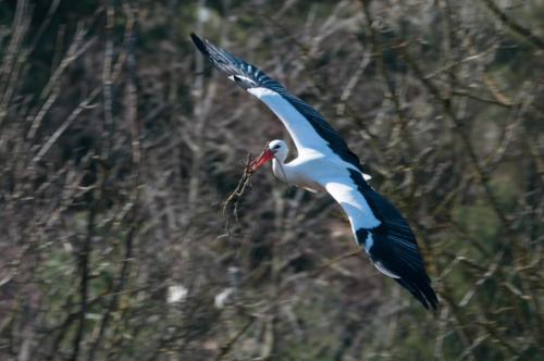 2020-02-24 Cigognes (51)