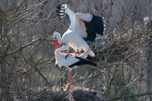 2020-02-24 Cigognes (71)