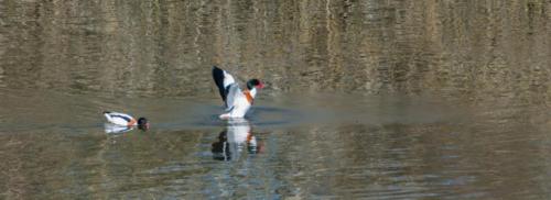 2020-02-24 canards Parc aux oiseaux (49)