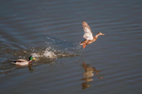 2020-02-24 canards parc aux oiseaux (1)