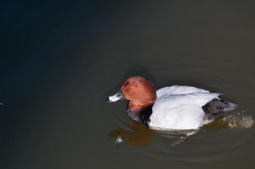 2020-02-24 canards parc aux oiseaux (15)