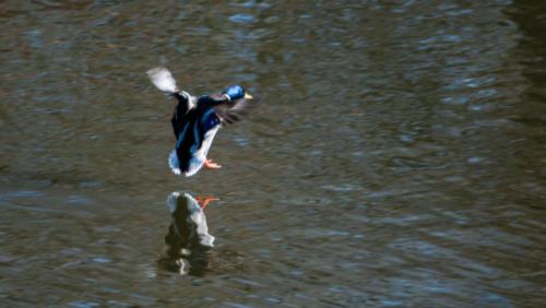 2020-02-24 canards parc aux oiseaux (20)