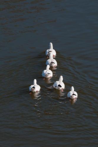 2020-02-24 canards parc aux oiseaux (35)