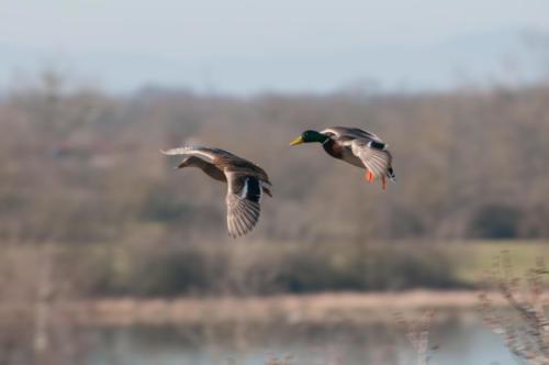 2020-02-24 canards parc aux oiseaux (5)