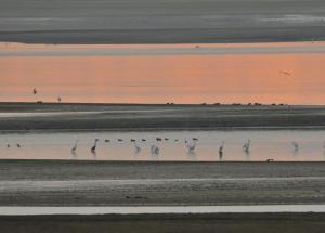 Aigrette 