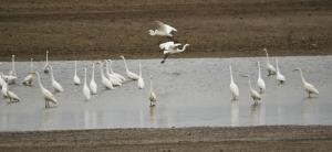 Aigrette 