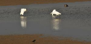 Aigrette 