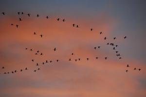 Champagne Grues