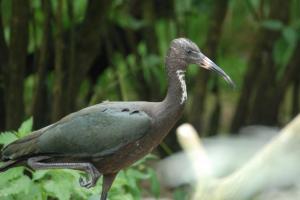 Ibis