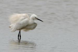 Camargue Aigrette