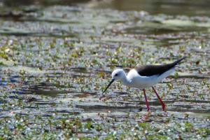 Camargue Echasse