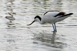 Camargue Avocette