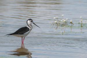 Camargue Echasse