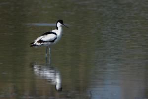 Camargue Avocette