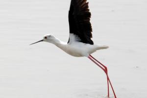 Camargue Echasse