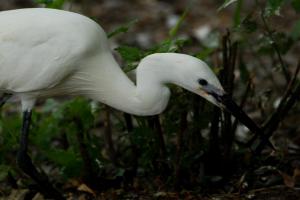 Aigrette