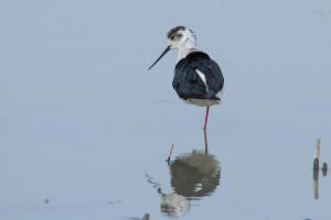 Camargue Echasse