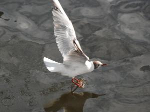 Russie Volga - Réservoir de Rybinsk Mouette