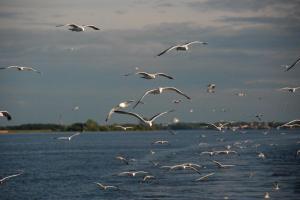 Russie Volga - Réservoir de Rybinsk Mouettes