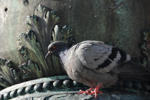 Venise Pigeon