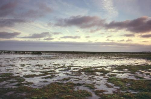 Ile de Ré (76)