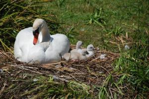 Cygnes Confluence 