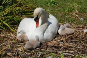 Cygnes Confluence 