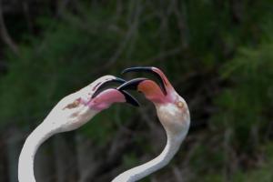 Flamans Camargue 